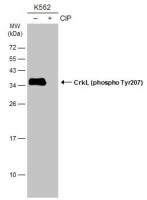 Western Blot: CrkL [p Tyr207] Antibody [NBP3-13318]